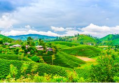 tea fields