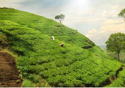 tea hills