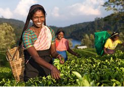 tea picking