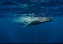 whale
