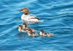 Ducks on Lake Toya