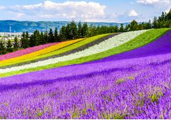 Fields of flowers in Furano