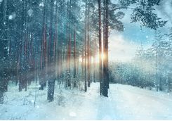 snowy forest