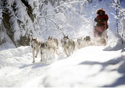 aurora safari camp dog sledging