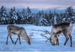 reindeer