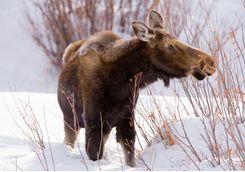 moose