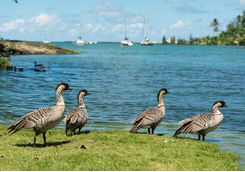 Nene geese