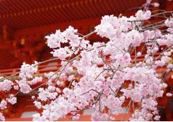 Kiyomizu-dera temple