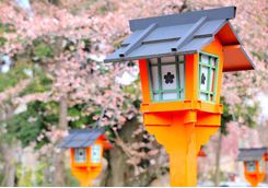 Kyoto Blossom