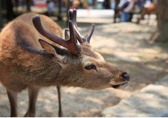 The deer of Miyajima