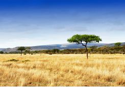 tanzania plains