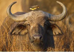 buffalo bird