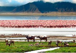 flamingos buffalo