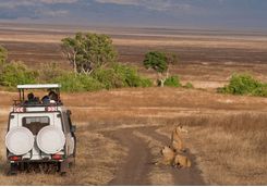 game drive