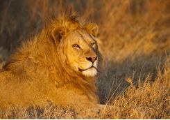 lion