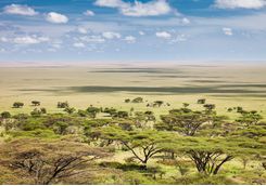 serengeti plains