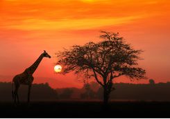 serengeti sunset