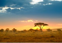the serengeti