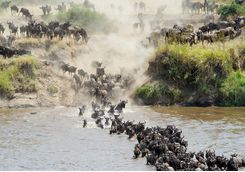 wildebeest