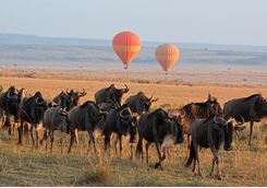 wildebeest balloons
