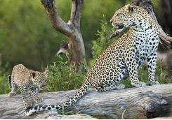 serengeti lepoard