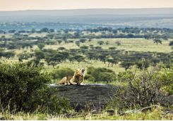 serengeti roaring lion