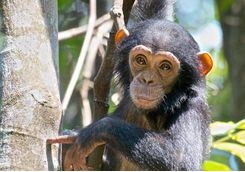 baby chimp