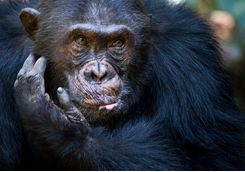chimp close up