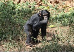 monkey