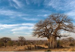 baobab tree