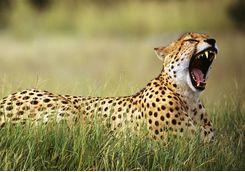cheetah