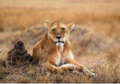 lion