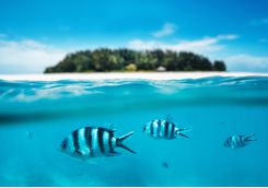 snorkelling