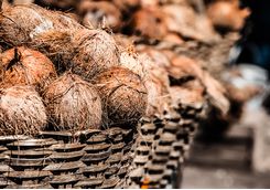 Chennai coconuts