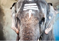 elephant at manakkula vinayagar temple
