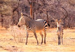 Zebras in NamibRand