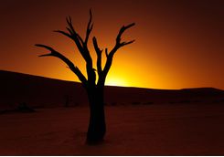 The NamibRand desert and tree at sunset