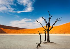 Dunes and a tree in Sossusvlei