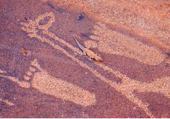 Footprint engravings and a lizard