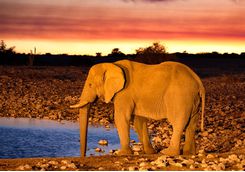 An elephant in the desert
