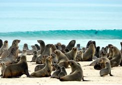 Cape Fur Seals on the Skeleton Coast