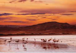 Flamingoes at sunset on the Skeleton Coast