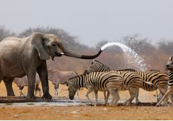 Elephants spraying water at a zebra