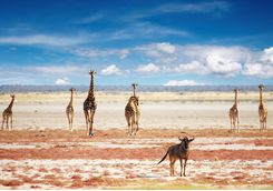 A herd of giraffes in Etosha
