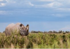 A black rhino