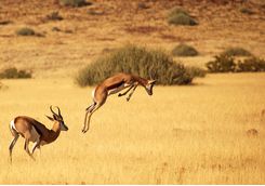 Impalas jumping
