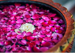 Petals in water