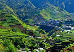 Rice paddies in Java