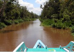 Tanjung Puting National Park river
