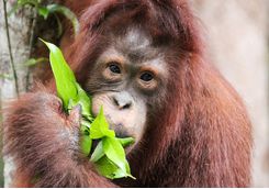 An orangutan eating a leaf